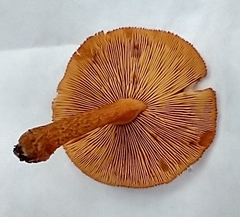 Tricholomopsis formosa