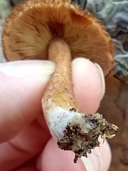 Tricholomopsis formosa