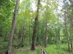 Tricholomopsis formosa