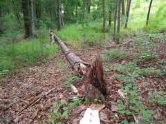 Tricholomopsis formosa