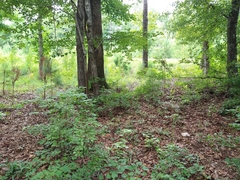 Tricholomopsis formosa