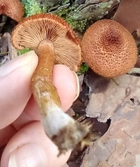 Tricholomopsis formosa