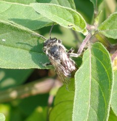 Anthophila