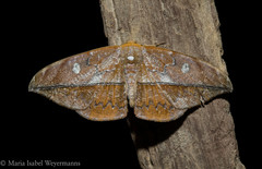 Oxydia translinquens