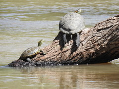 Trachemys hartwegi