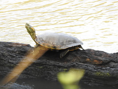 Trachemys hartwegi