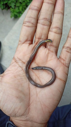 Shevaroy HilIs Earth Snake, Uropeltis shorttii