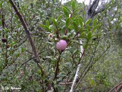 Gaultheria poeppigii