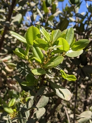 Rhamnus pirifolia