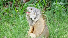 Iguana iguana