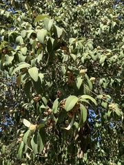 Lagunaria