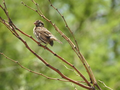 Passer domesticus