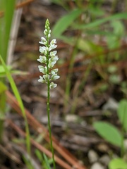 Polygala verticillata