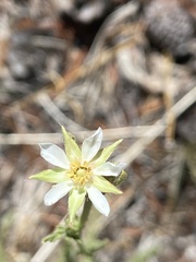 Horkeliella congdonis