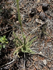 Horkeliella congdonis