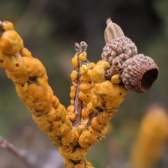 Cerococcus quercus