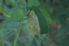 Calycomyza frickiana