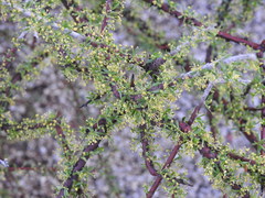 Condalia ericoides