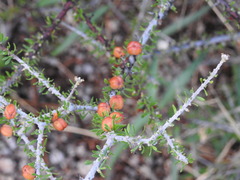 Condalia ericoides