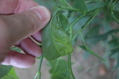 Calycomyza frickiana