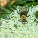 Bee-like Quicksilver - Photo (c) Robert M. Mutch Jr., some rights reserved (CC BY-NC), uploaded by Robert M. Mutch Jr.