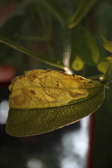 Calycomyza frickiana