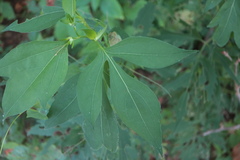 Calycomyza frickiana