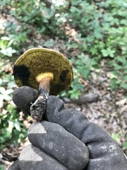 Cyanoboletus cyaneitinctus