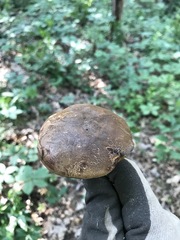 Cyanoboletus cyaneitinctus