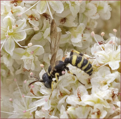 Eucerceris flavocincta