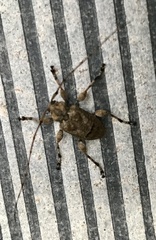 Leptostylopsis terraecolor