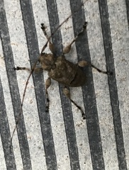 Leptostylopsis terraecolor