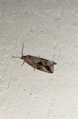 Endothenia nubilana