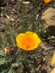Eschscholzia californica