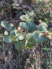 Ribes viburnifolium