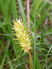 Carex bullata