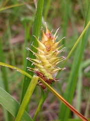 Carex bullata