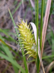 Carex bullata