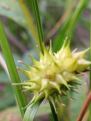 Carex bullata