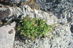 Cymopterus hallii