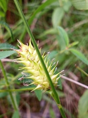 Carex bullata