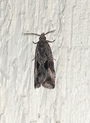 Endothenia nubilana