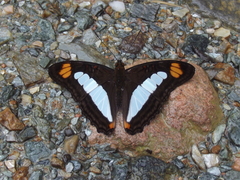 Adelpha serpa