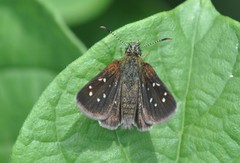 Piruna aea
