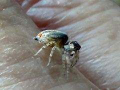 Maeota dichrura
