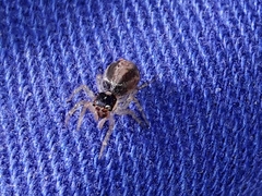Maeota dichrura