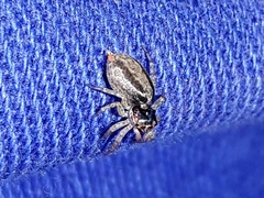 Maeota dichrura