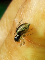 Maeota dichrura