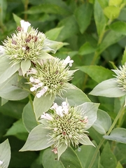 Pycnanthemum setosum