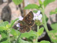 Piruna aea